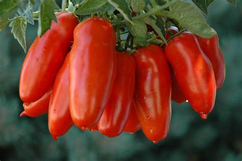 A Return To My Roots – San Marzano Tomato Sauce aka Gravy! | Pbenjay's Blog