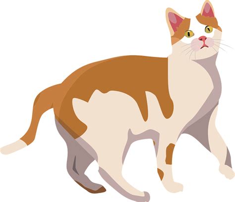 kittens png images  transparent backgrounds fastpngcom