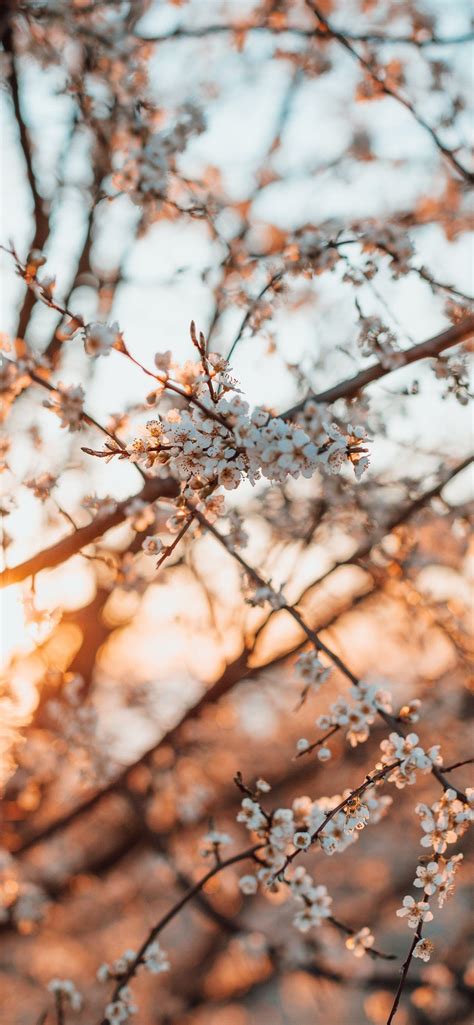 tree branch wallpaper
