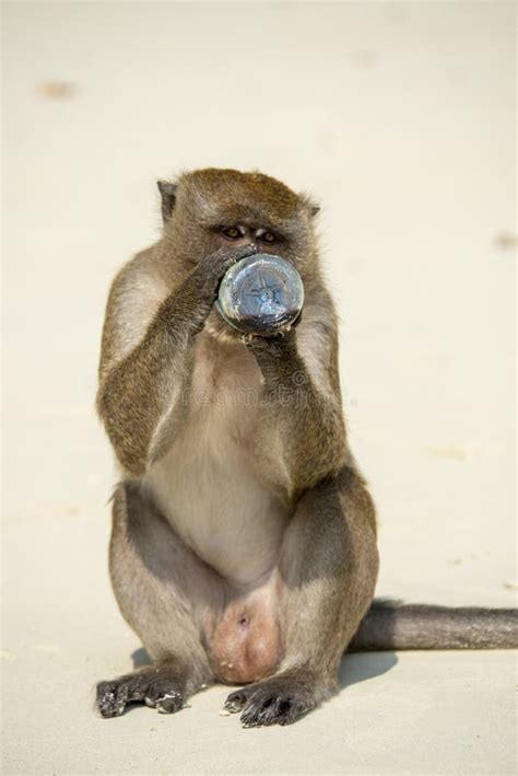 Monkey Drinking Liquid from a Bottle Given by a Tourist Stock Image - Image of beautiful ...