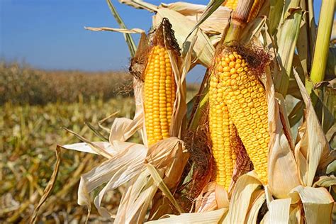 estimating corn yield  andersons