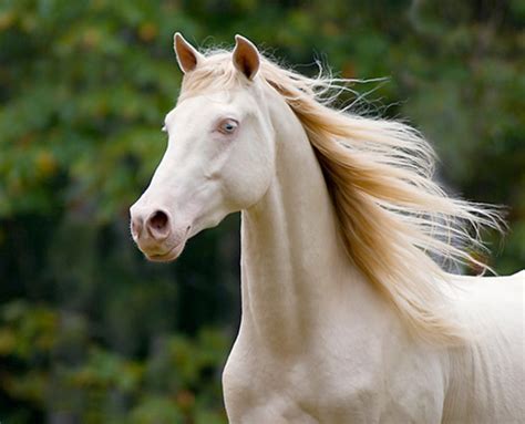 Cremello Horse Facts with Pictures