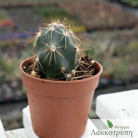 opuntia invicta cyprus cactus