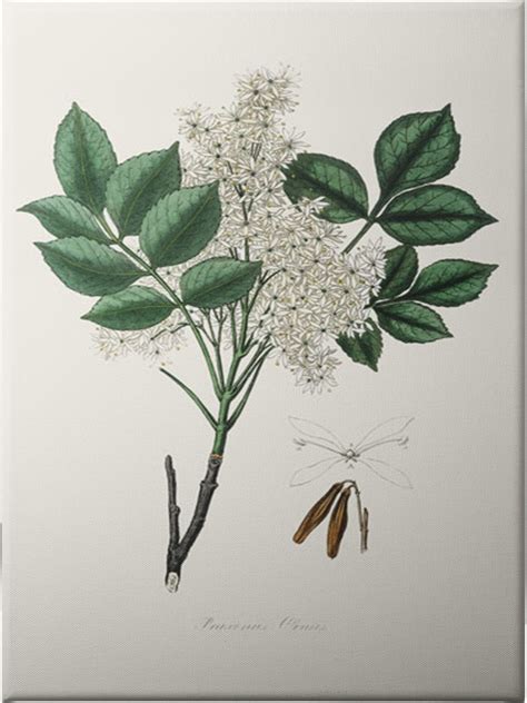 Manna Ash (fraxinus Ornus) Medical Botany - Unframed Canvas - La Grolla