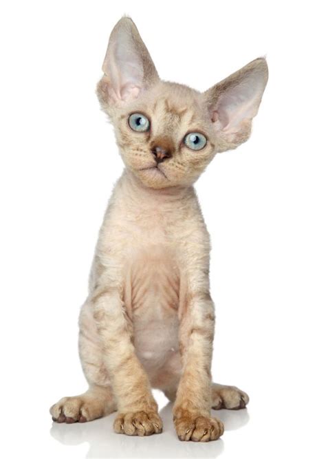 Devon Rex Baby Animals, Funny Animals, Cute Animals, Beautiful Cat ...