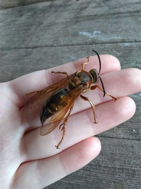 Cicada Killer Wasp Sting The Cicada Killer Work Ethic | Behind