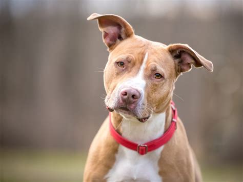 The 5 Best Heavy Duty Dog Collars For Heavy Duty Walkers - Dogtime