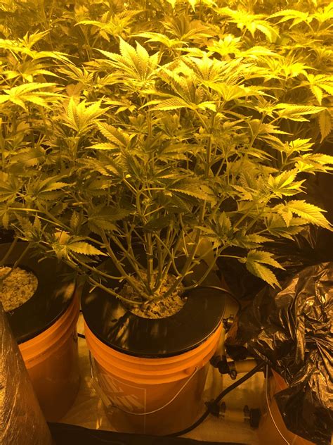 RDWC N DWC Pakistan Valley & Sour Secret | 420 Magazine