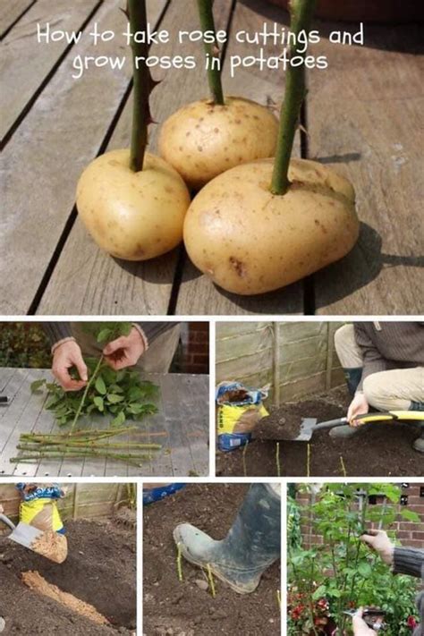Como Plantar Rosa Na Batata - Como cultivar uma muda de rosa usando uma batata - Truques Da Vovozinha