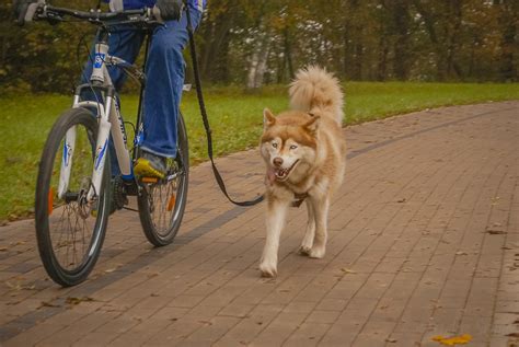 Туманное сентябрьское утро в Сигулде: sobaka_ru — LiveJournal