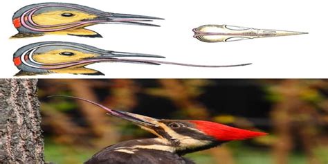 🔥 A woodpecker's tongue is so long that it wraps around its skull to ...