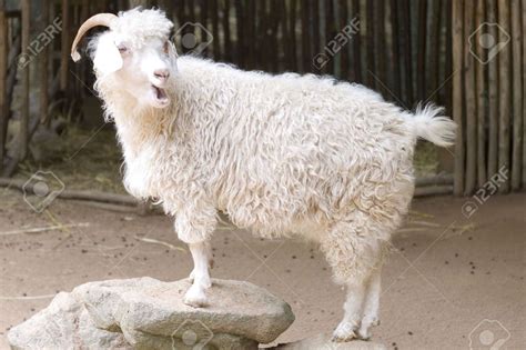 Champion of Jerkwall : Halla Are Like Goats