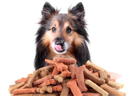 Clicker Training Dogs: The Why and How | Acoma Animal Clinic