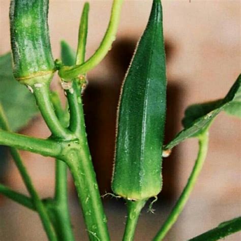 Jual Biji / benih okra hijau 50biji | Shopee Indonesia