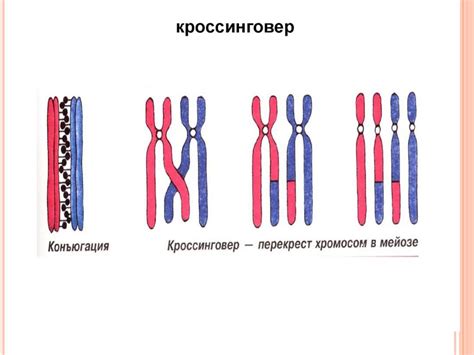 Кроссинговер - презентация онлайн