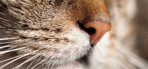 O Que Acontece Se Cortar O Bigode Do Gato - O que acontece se cortarmos o bigode de um gato?