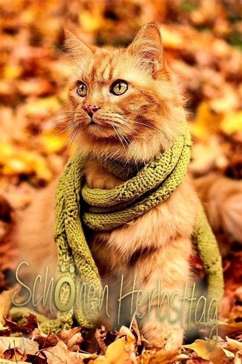 Pin von Lucy auf Herbstbilder | Herbstbilder lustig, Lustige guten