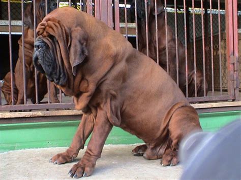 Korean Mastiff Dog Breed Information | DogExpress