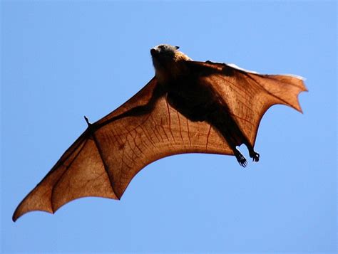 Flying Fox in Sydney's Royal Botanic Gardens