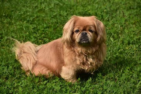 oldest dog breeds     years    animals