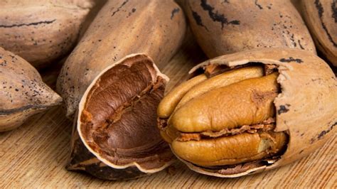Avanza el programa de desarrollo productivo de la nuez pecán en la
