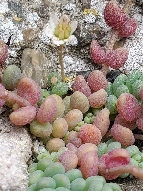Photographs of Sedum Dasyphyllum, UK Wildflowers; Flower and leaves