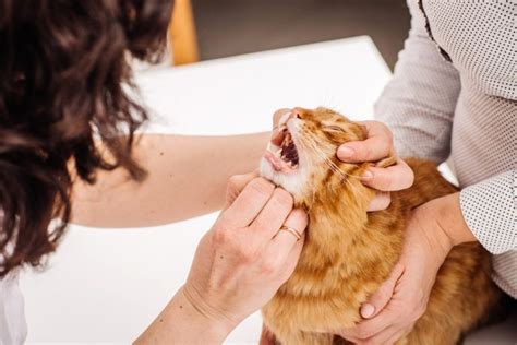 how to take care of cat teeth