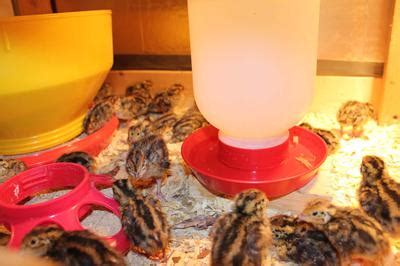 VA - Jumbo Brown Japanese Quail Chicks