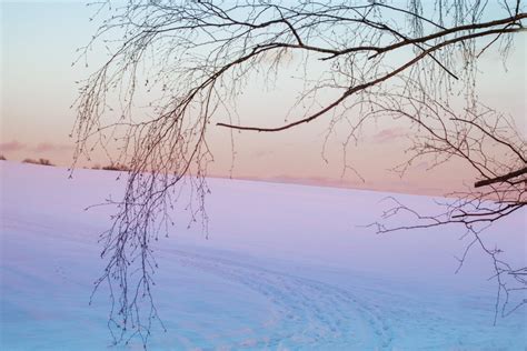 Ilmaisia Kuvia : puu, luonto, haara, kylmä, talvi-, pilvi, kasvi ...