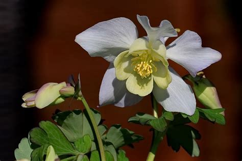 Akelei Foto & Bild | blumen, blüten, fotos, frühling Bilder auf ...