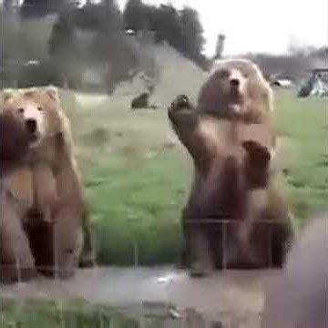 Медведь машет мохнатой лапой! Позитив!))) - YouTube
