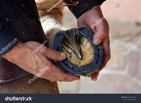 2,060 Farrier shoeing Images, Stock Photos & Vectors | Shutterstock