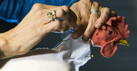 Feather Work Part 1: Realistic Bird Feathering Techniques | Stan ...