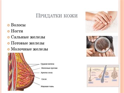 Анатомия и физиология кожи - презентация онлайн