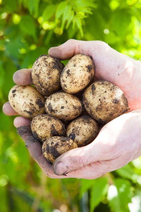 Свежие картошки для vegane стоковое фото. изображение насчитывающей ...