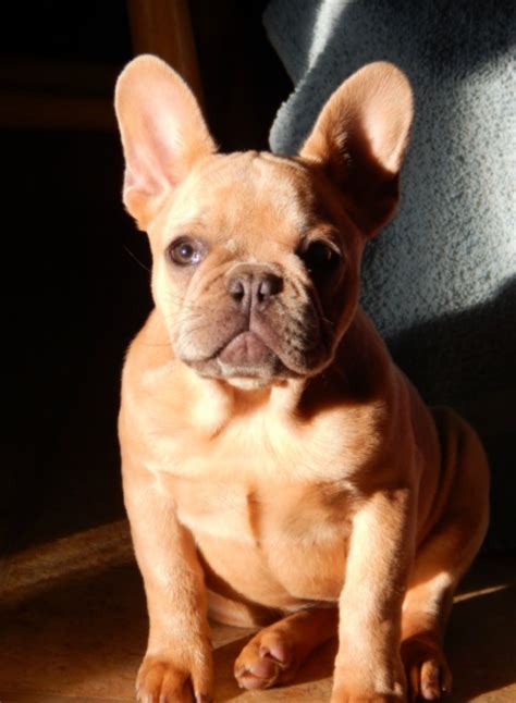 French Bulldog Red Fawn