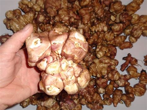 ЗЕМНА ЯБЪЛКА – ГУЛИЯ: Отглеждане без пръскане с отрови и изкуствени ...