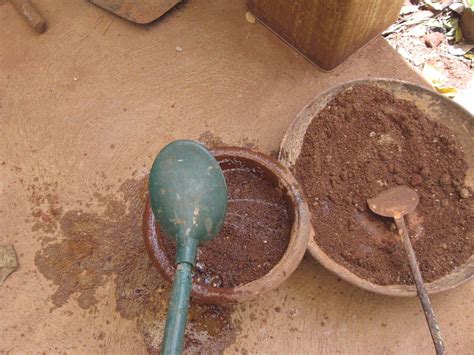 Growing Ginger in Pots at Home : 4 Steps (with Pictures) - Instructables