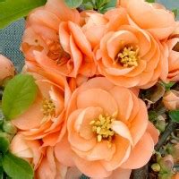 Купить саженцы хеномелесов в Киеве, заказать саженцы хеномелесов дешево ...