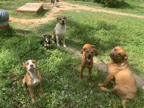 How many dogs is too many dogs? (My beagle in the back refused to be in