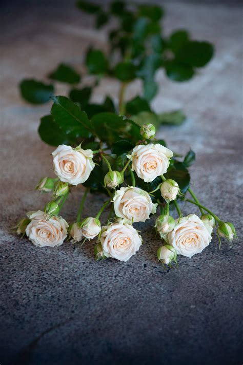 Tanja - Voorn Spray Roses — High Quality Cultivars