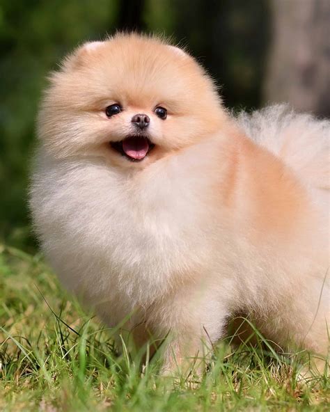 25 Pomeranian Colors, Markings & Patterns (With Pictures!)