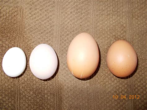 Giant egg!!! | BackYard Chickens - Learn How to Raise Chickens