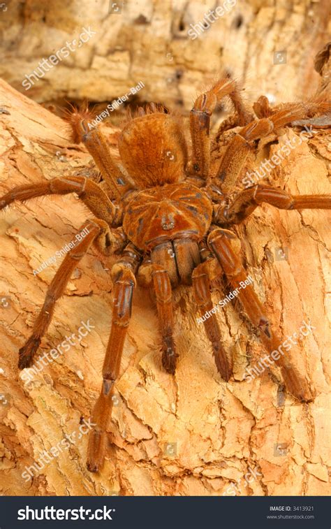 Goliath Birdeater Tarantula Theraphosa Blondi Stock Photo 3413921 ...
