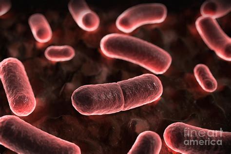 Yersinia Pestis Black Plague #6 Photograph by Science Picture Co - Pixels