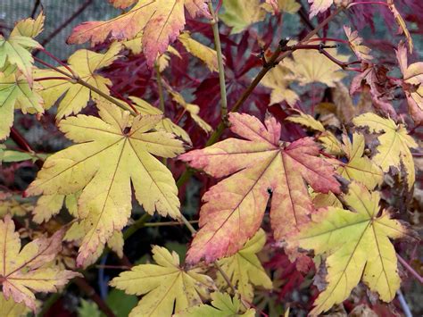 Acer japonicum Charlotte-Helene - Poppins Plants
