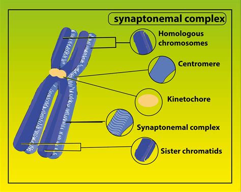 Understanding The Role Of Genetic Diversity In A Pair Of Homologous Chromosomes 8