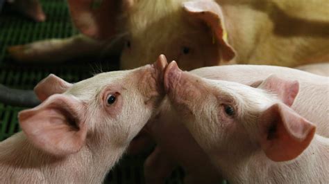 Foto Mengerikan, Balita Dimakan Babi Betina