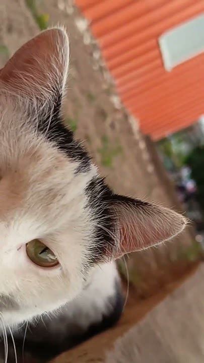 🐱кот Адольф - YouTube