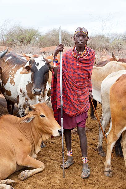 570+ Maasai Cattle Stock Photos, Pictures & Royalty-Free Images - iStock